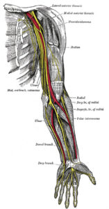 PIN (posterior interosseous nerve) Syndrome Testing - Southern California
