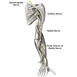 Radial Neuropathy Testing California - Precision EMG